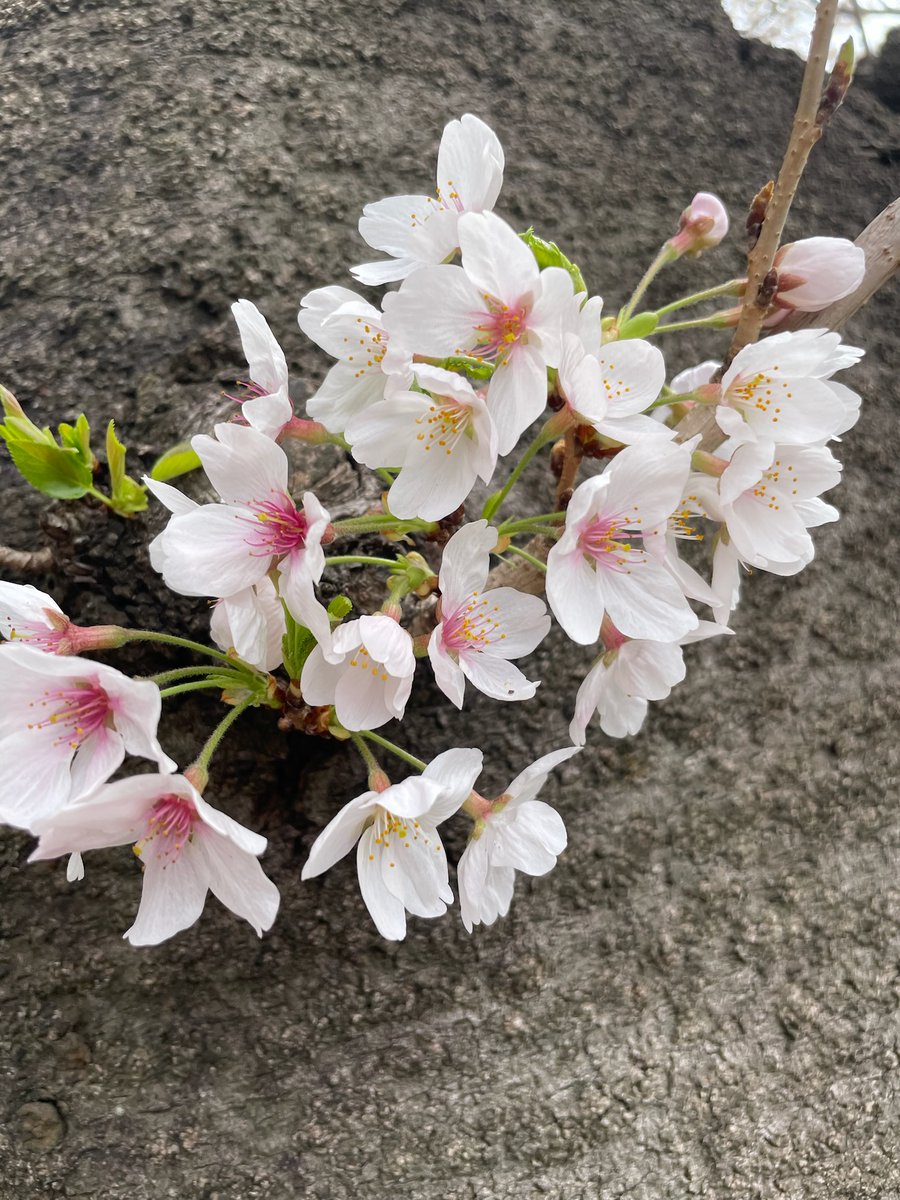 青コミの２階エントランス付近の桜が満開です。
＃桜