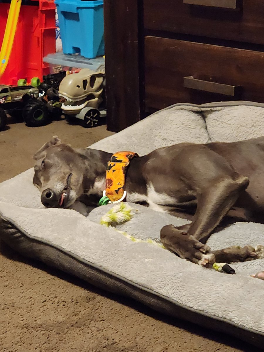 b_nitemare's tweet photo. @MaisieLynn17 This is my little three year old greyhound taffy as you can see shes special 🤣🤣🤣 https://t.co/bDVkgvYdRI