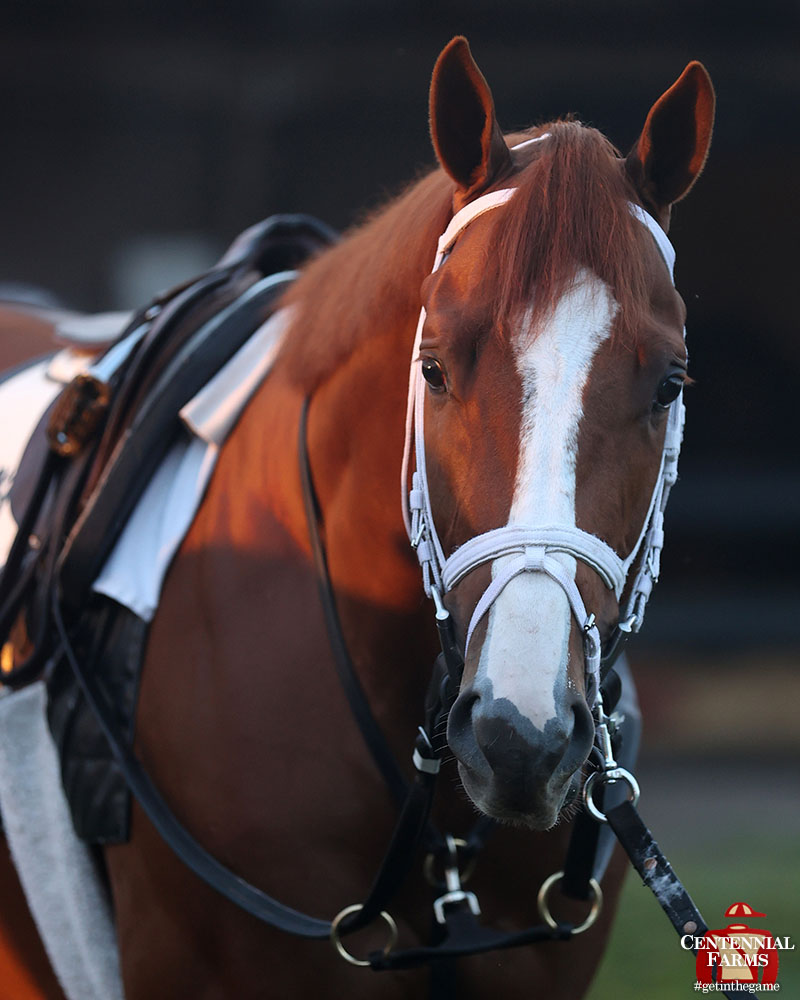 Centennial_Farm's tweet image. Can't call it a night without a dose of #flashyFriday! Antiquarian got back to work this morning. His half-mile breeze was his first since the Louisiana Derby. #goBabyPgo