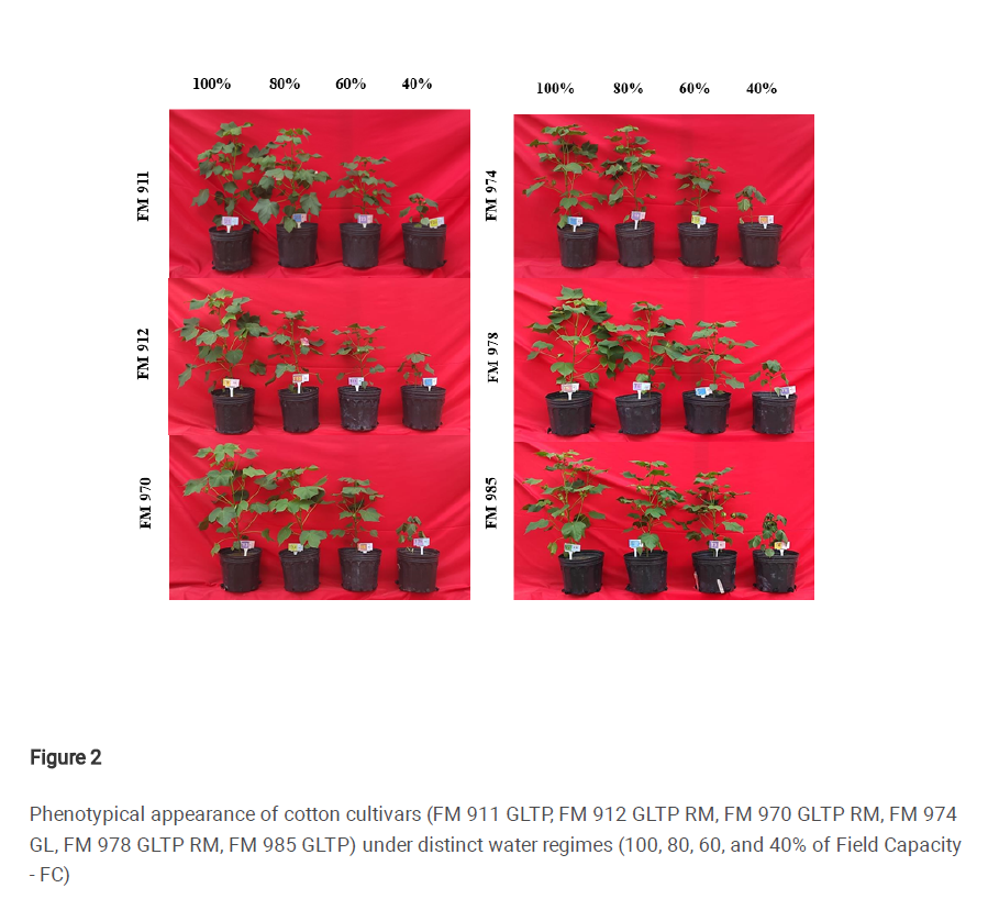 Photosynthetic machinery efficiency & water status are determinant for performance of semiarid-adapted cotton cultivars under drought tinyurl.com/45bcfuf6 Superior performance of FM 970, FM 978, and FM 985 is attributed to pigment accumulation & photosynthetic efficiency