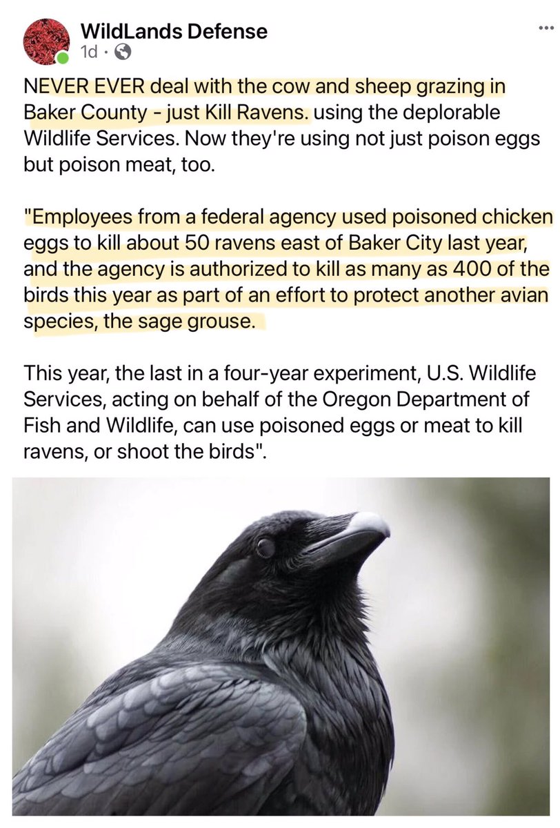 If Federal land managers actually cared about Sage grouse, they’d stop giving out permits 4 millions of cows & sheep that trample their habitat & eggs. Murderers. Federal workers kill ravens, destroy nests in Baker County in effort to protect sage grouse: bakercityherald.com/news/local/fed…
