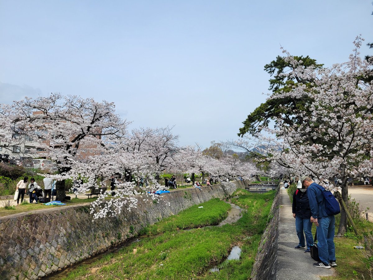 夙川の桜、満開です♪