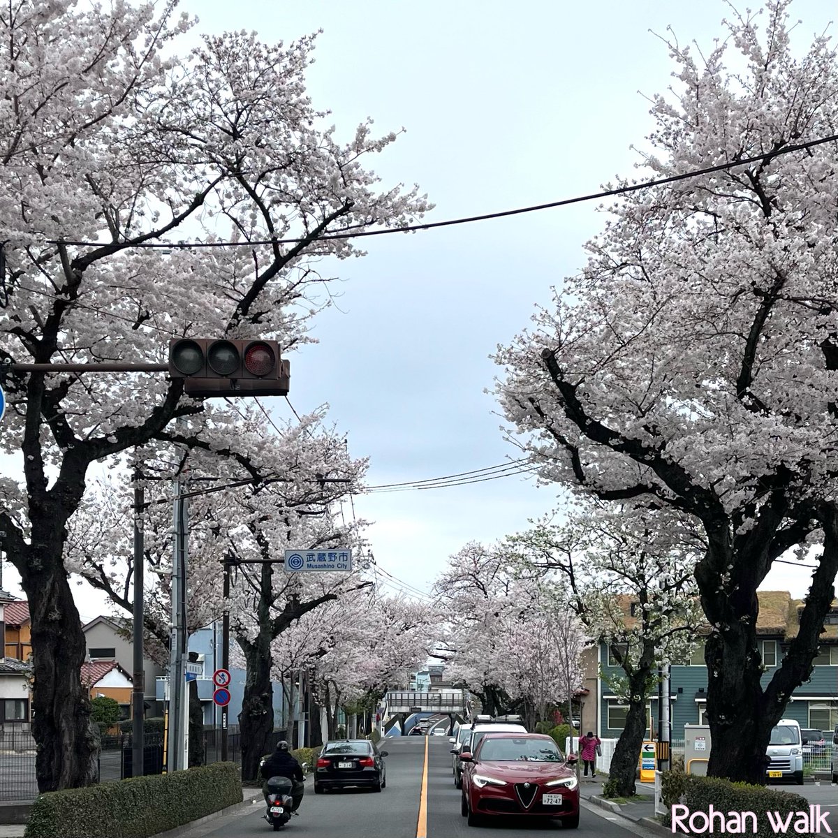 路庵さん歩（御殿山通り）おはようございます。御殿山通りの桜の老木も、むらさき橋の桜並木も満開。曇り空なのが残念だけど、いと美し。今年の桜は満開になる前から新緑の葉が目立ち始めていた。変な気温の変化にバグってしまったんだろう。#路庵さん歩 #桜 #御殿山通り #むらさき橋 #玉川上水