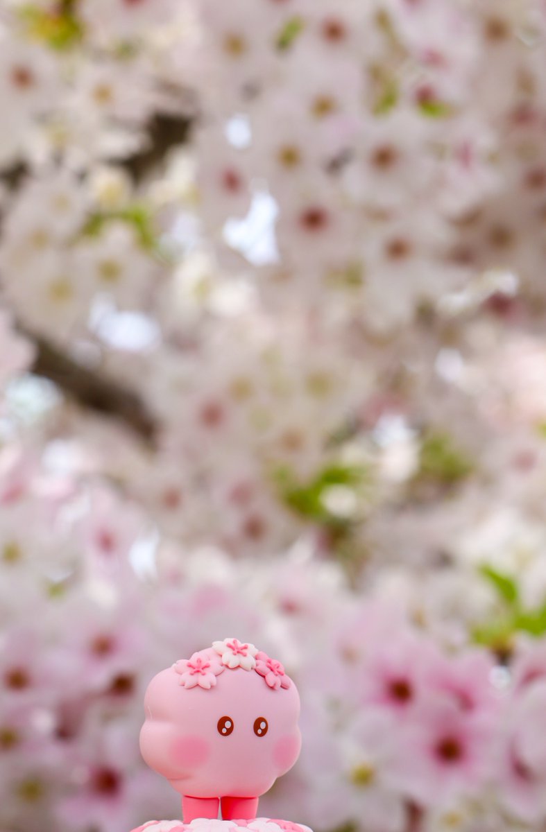 可愛すぎて即買いしてしまった桜シュキとお出かけ🌸 #BT21 #SHOOKY #cherryblossom #ぬい撮り