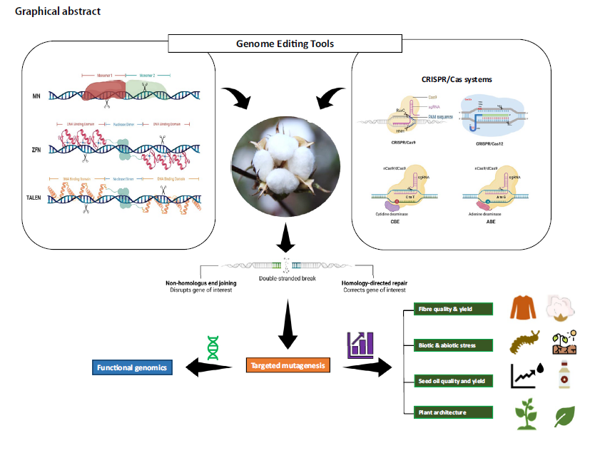 Targeted genome editing for cotton improvement: prospects & challenges tinyurl.com/mryctdk3 Genome editing is at the forefront of revolutionizing precision crop breeding @icar_cicr