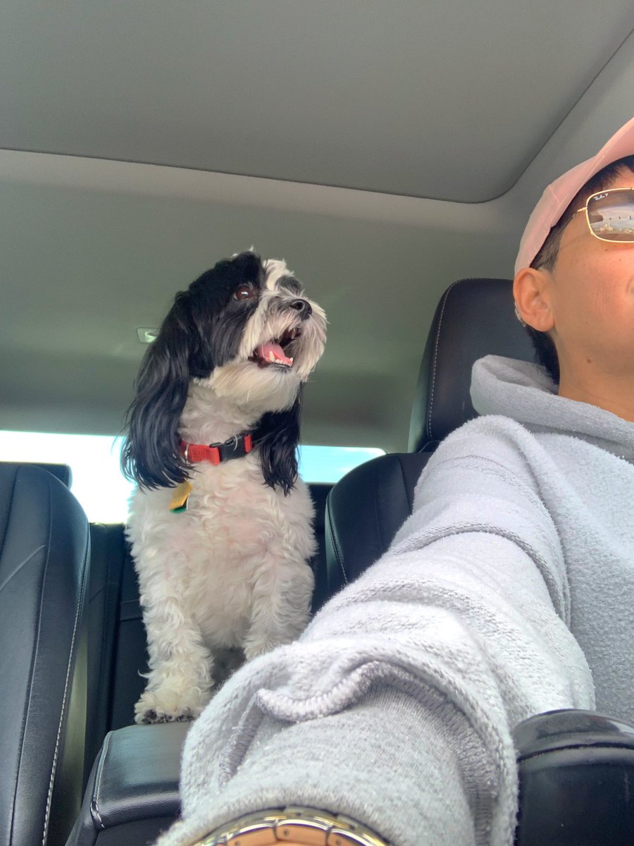 Roll dawgs #bandit #dogsoftwitter #dogs