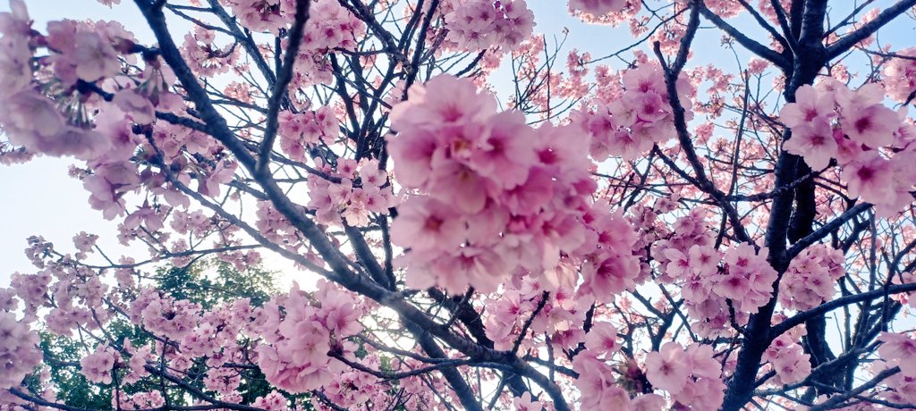 桜が満開でとても綺麗だった！ 最高に春って感じがした