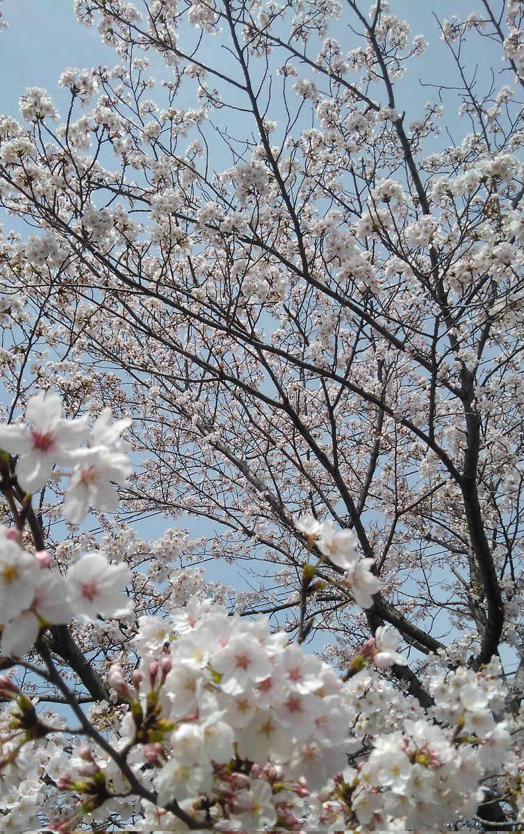 桜きれいだね🌸🌸
#仕事猫