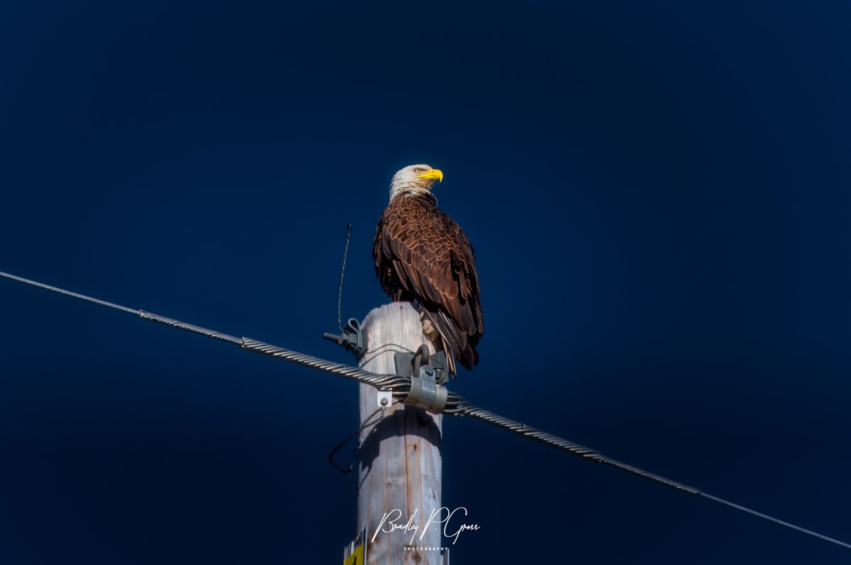 Bald Eagle
#birdphotography #wild #wildlife #wildlifephotography #bestbird #bird #nature_brilliance #nature #audubon #naturephotography