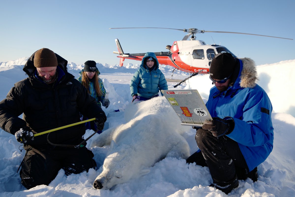 Fieldwork Friday from an @ualbertaScience perspective: Dr. Pilfold (r) PhD in my lab & Dr. Biddlecombe (c) (@PolarBrooke) who did her BSc & MSc theses with my lab & soon to be Dr. Klappstein (@NJKlappstein) also BSc & MSc in my lab. The next generation is incredibly talented!