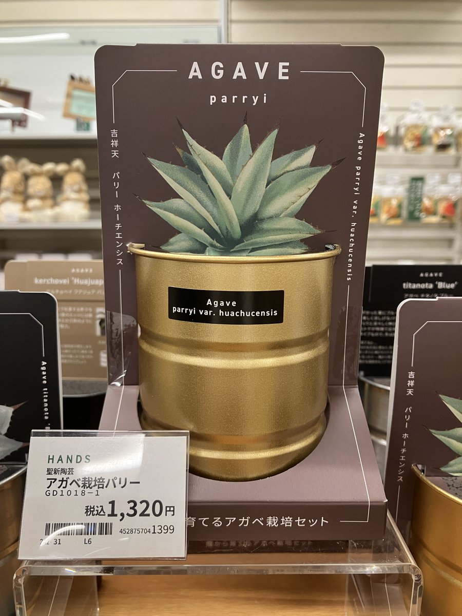 こんにちは😀 みんな、多肉植物って知っとる？ 種類が沢山あるらしい