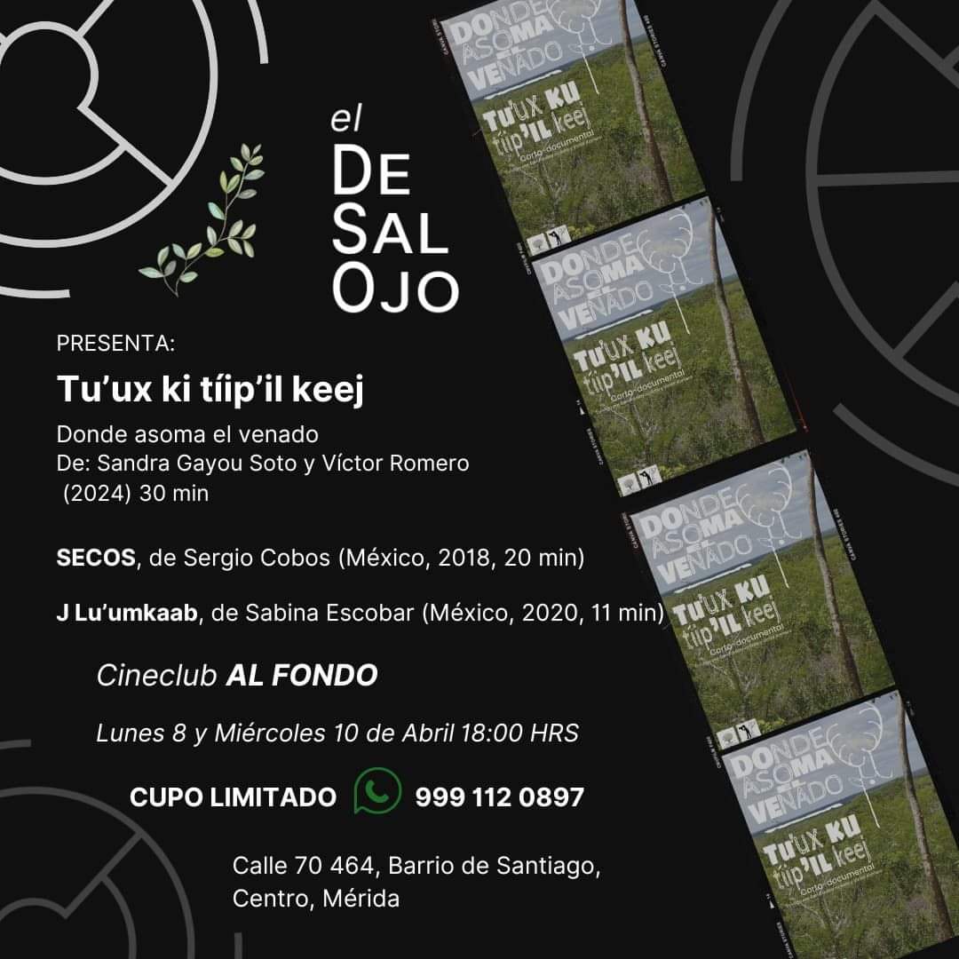 AsomaVenado's tweet photo. #Conversatorio #CineClub 
El Desalojo presenta el corto documental "Tu'ux ku tíip'il keej/Dónde asoma el venado" 🦌📽 y conversación con los realizadores; además estará: Secos de Sergio Cobos, 2018 y J Lu'umkaab de Sabina Escobar, 2020 ¡No te los puedes perder! #CupoLimitado https://t.co/9WTVOUd815