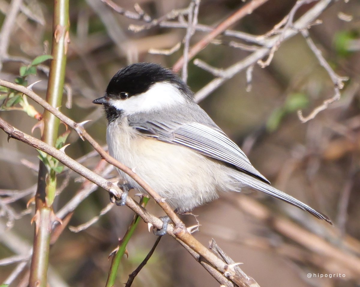 A cute Black-capped Chickadee
Northport, Long Island, NY

#birdphotography #birding #birds