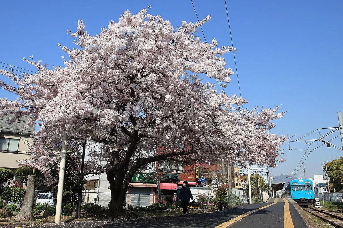 #皆さんの鉄道と桜の写真見せて下さい