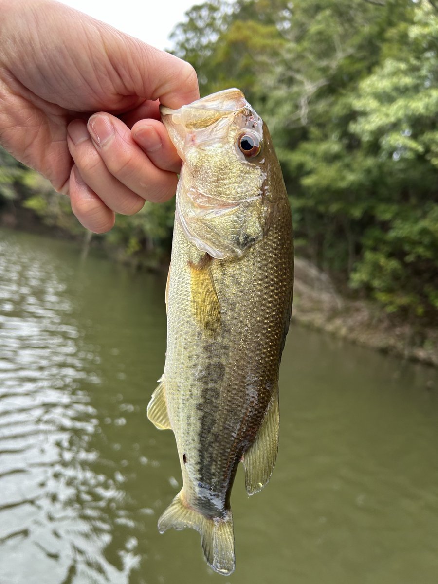 hideshimi7's tweet photo. 2024年シーズン開幕🎣
寒過ぎた…🥶
サイズは可愛いかったけど、14本🐟
今年もよろしくお願いします。
ありがとうございました。

#バス釣り #片倉ダム #笹川ボート https://t.co/btBq35DpvH