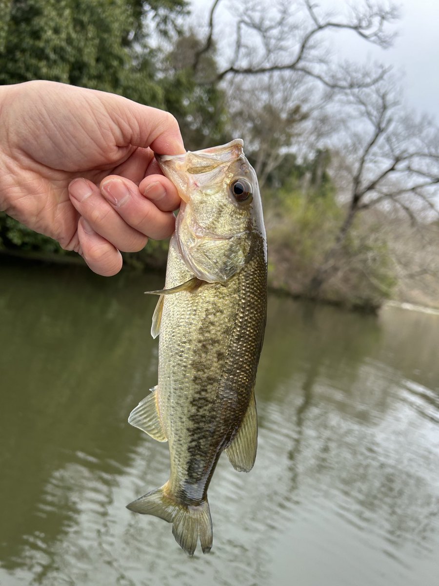 hideshimi7's tweet photo. 2024年シーズン開幕🎣
寒過ぎた…🥶
サイズは可愛いかったけど、14本🐟
今年もよろしくお願いします。
ありがとうございました。

#バス釣り #片倉ダム #笹川ボート https://t.co/btBq35DpvH