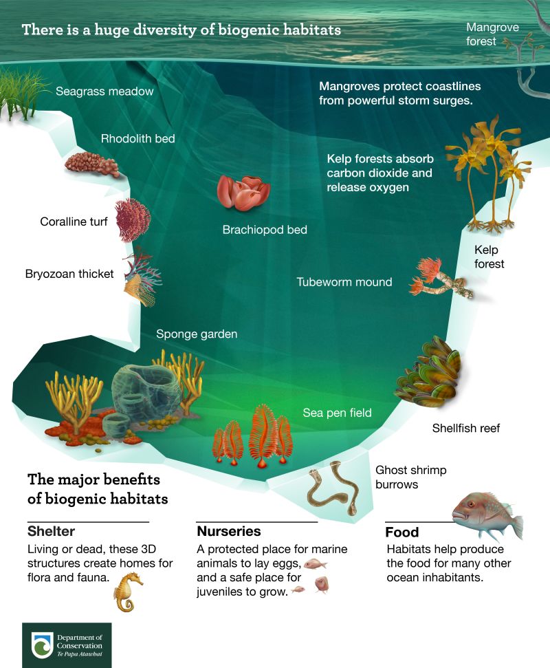 Biological habitats provide many 🪸 ecosystem services, including stabilizing sediments 🐠🥕🍅 providing food 🥤 filtering water, and 🌱recycling nutrients which would result in the rapid degradation of ecosystems without them #ForNature #Biodiversity via @docgovtnz