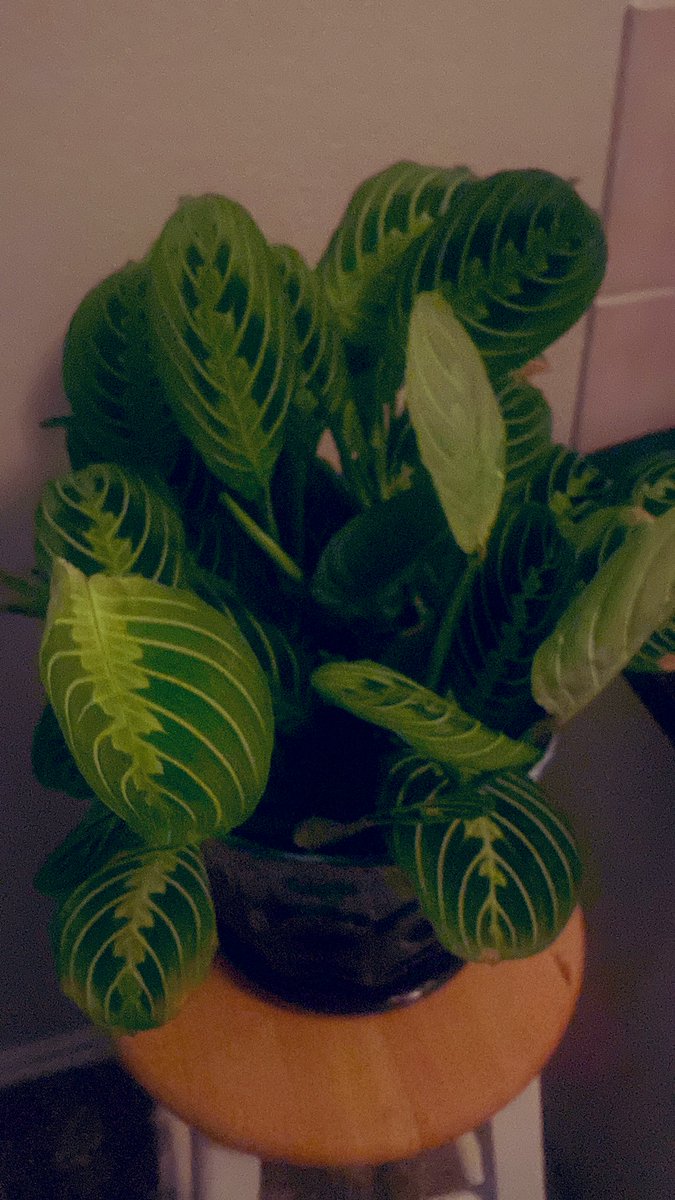 Magicalfxz's tweet image. Prayer Plant #plamt #plantlove