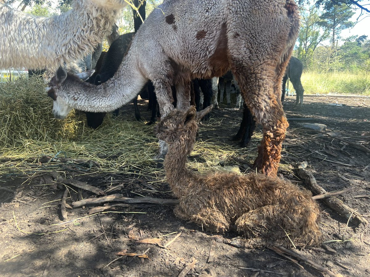 So…..we definitely don’t do our #alpacashenanigans by halves around here!! We were leaving for dinner in the pouring rain last night we spotted something #odd just to find this soaked little #cria.  Our first #suri bub #australianalpaca #hawkesburylifestyle #girlswhofarm #alpaca