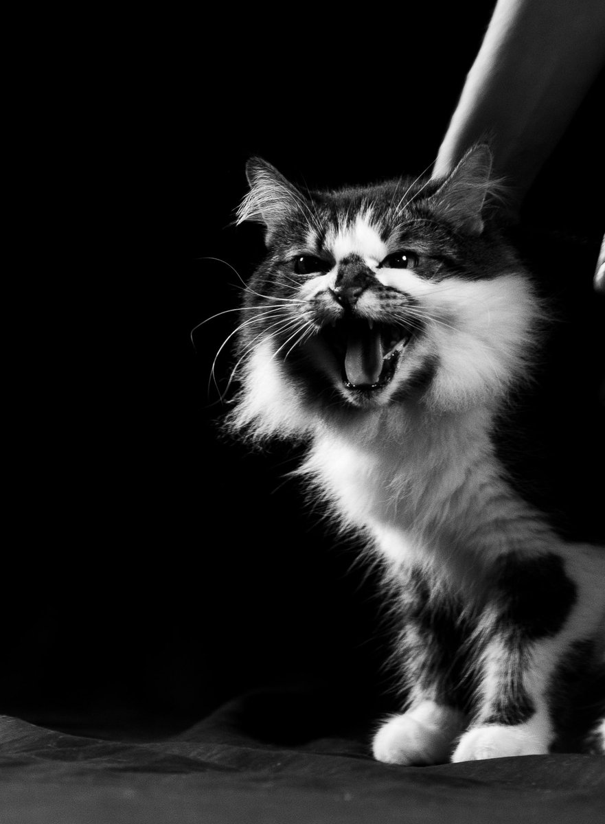 Brittany Partridge, MBA, FAMIA tweet media