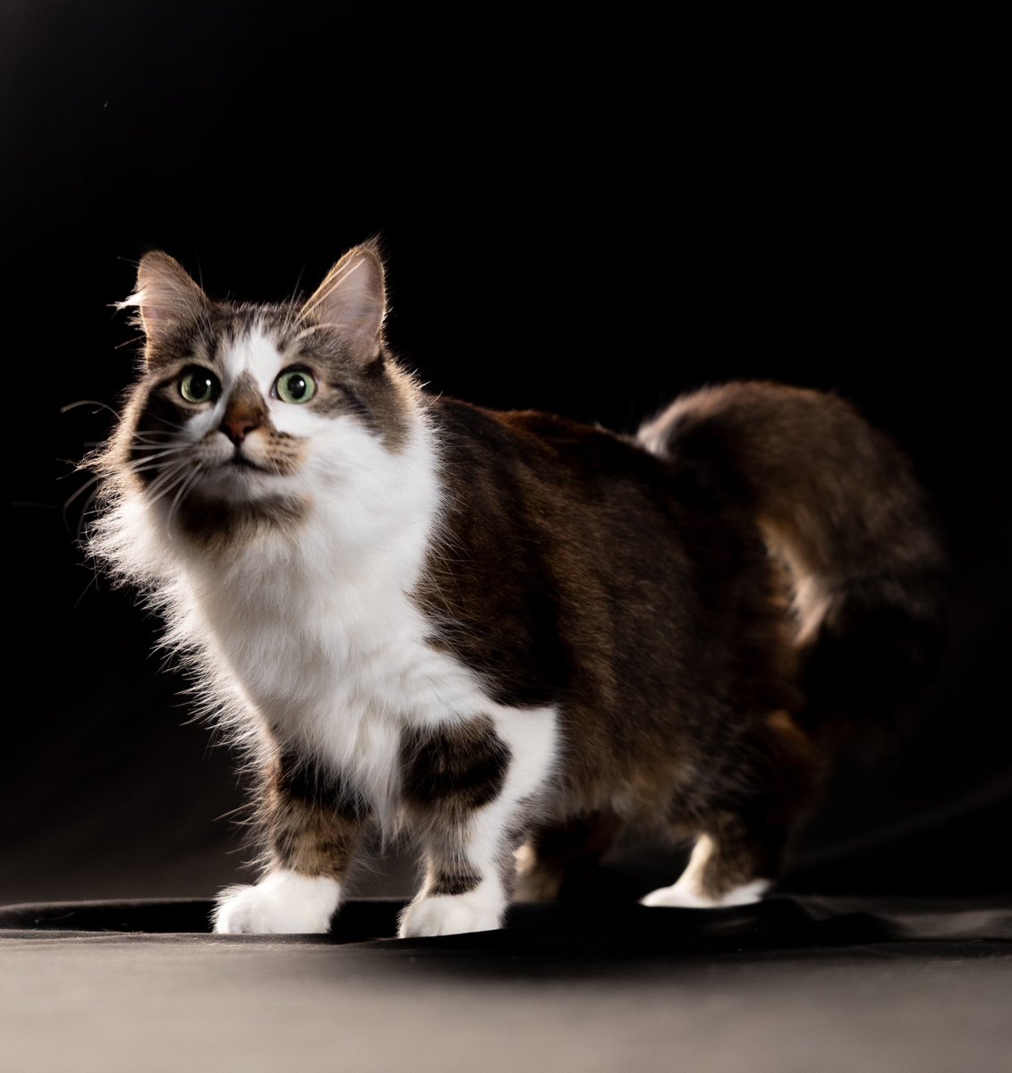 Brittany Partridge, MBA, FAMIA tweet media