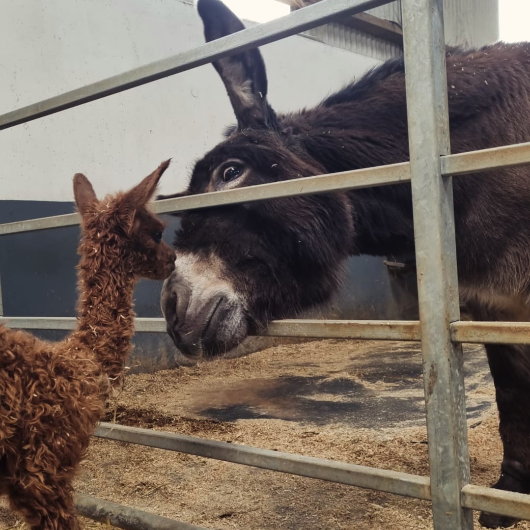 A beautiful friendship. Daisy adores her new neighbour, our new alpaca cria. #Friendship #goodneighbour