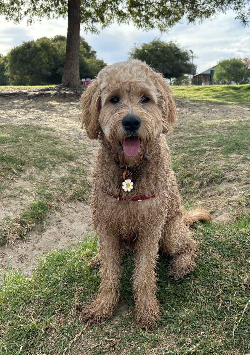 Prettiest girl at the dog 🐕 park! #DailyPicklePic