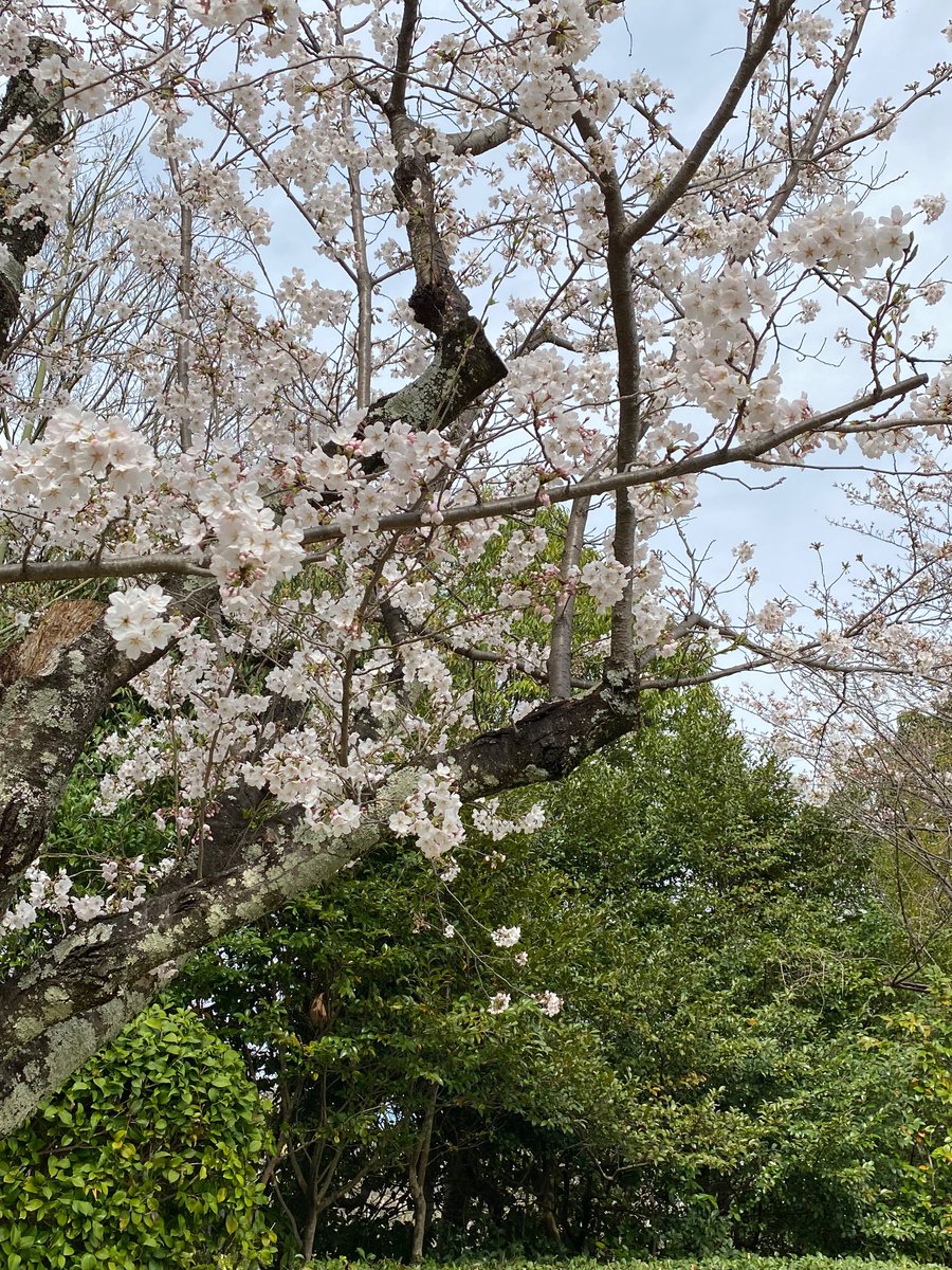 お花見 近所のソメイヨシノは満開です😊 少しだけ足を延ばして楽しんできました。