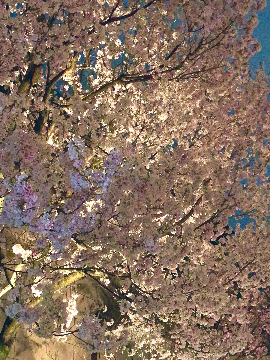 花野井くんお誕生日おめでとう🌸何にも絵がないので、先日見た夜桜を