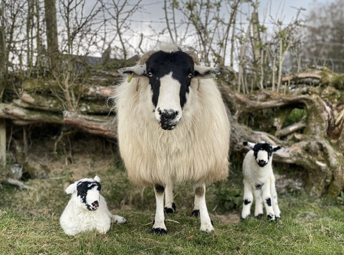 woolismybread's tweet image. Saturday .. A warm wind blows across the lambing fields at Shacklabank Farm .. 
#shepherdess #woolfarm