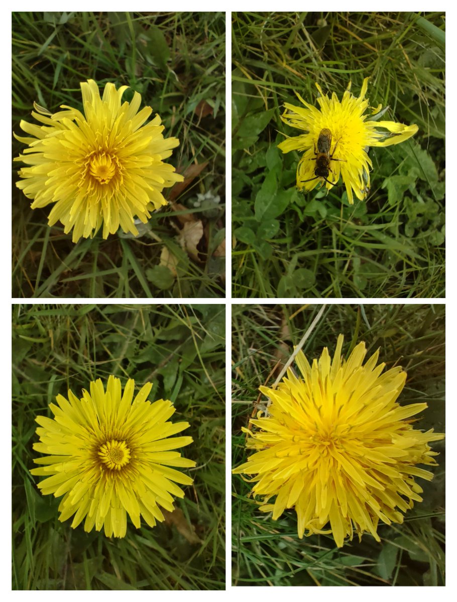 Before they were ordained as weeds somewhere in recent history Dandelions were very much appreciated. They are a visually stunning 🌼highly nutritious super food that 🐝 & other pollinating insects rely on whilst their deep roots pull up nutrients from deep within the ground