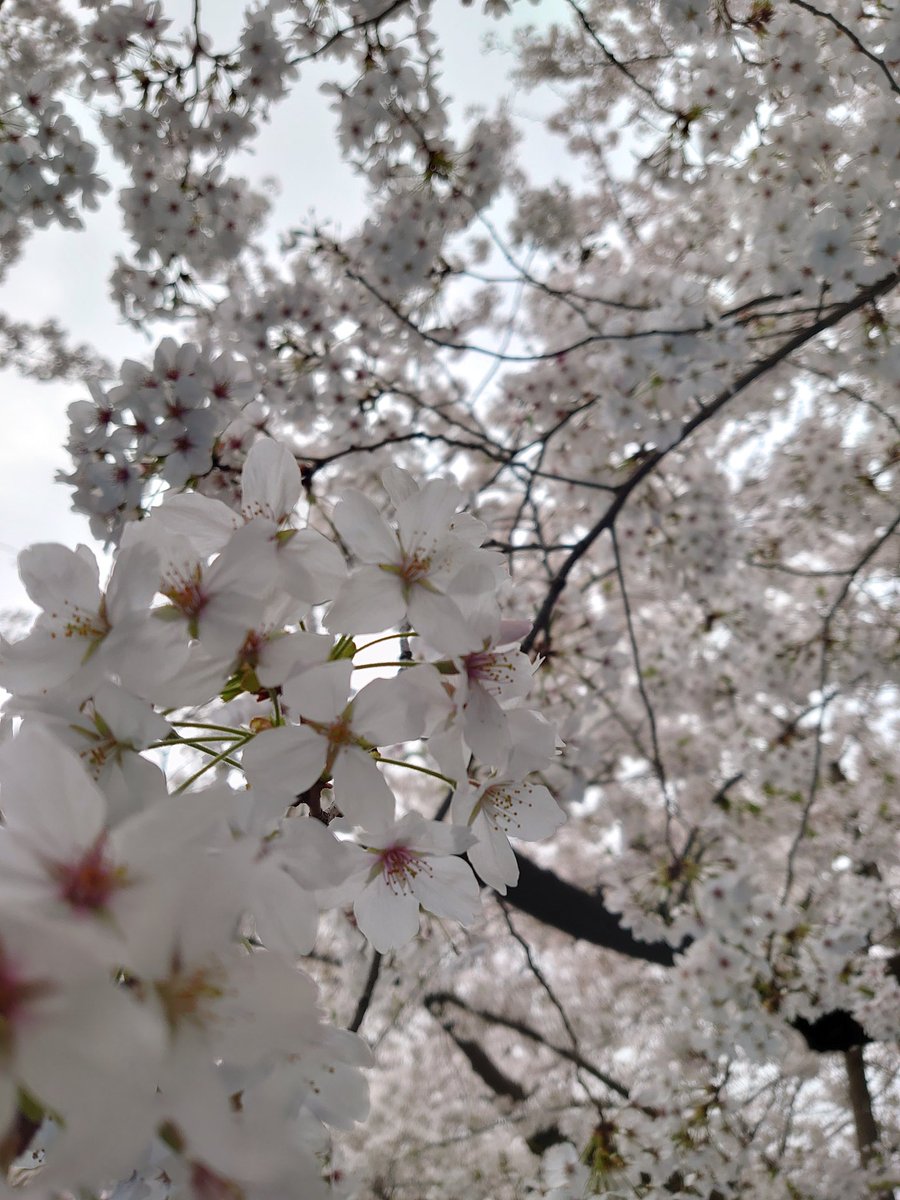 kazuoSAUNA's tweet image. 花見🌸🌸
 #IKC