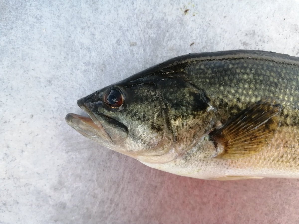 FishInvasionLab's tweet image. 1st week  fish sampling ended. Still have 5 more to go for #lifepredator assessment. Montargil reservoir is packed with non-native fishes (bass, sunfish, mosquitofish, carp, gibelio carp, bleak, bullhead), only the native Iberian barbel was present! No #silurus was detected!