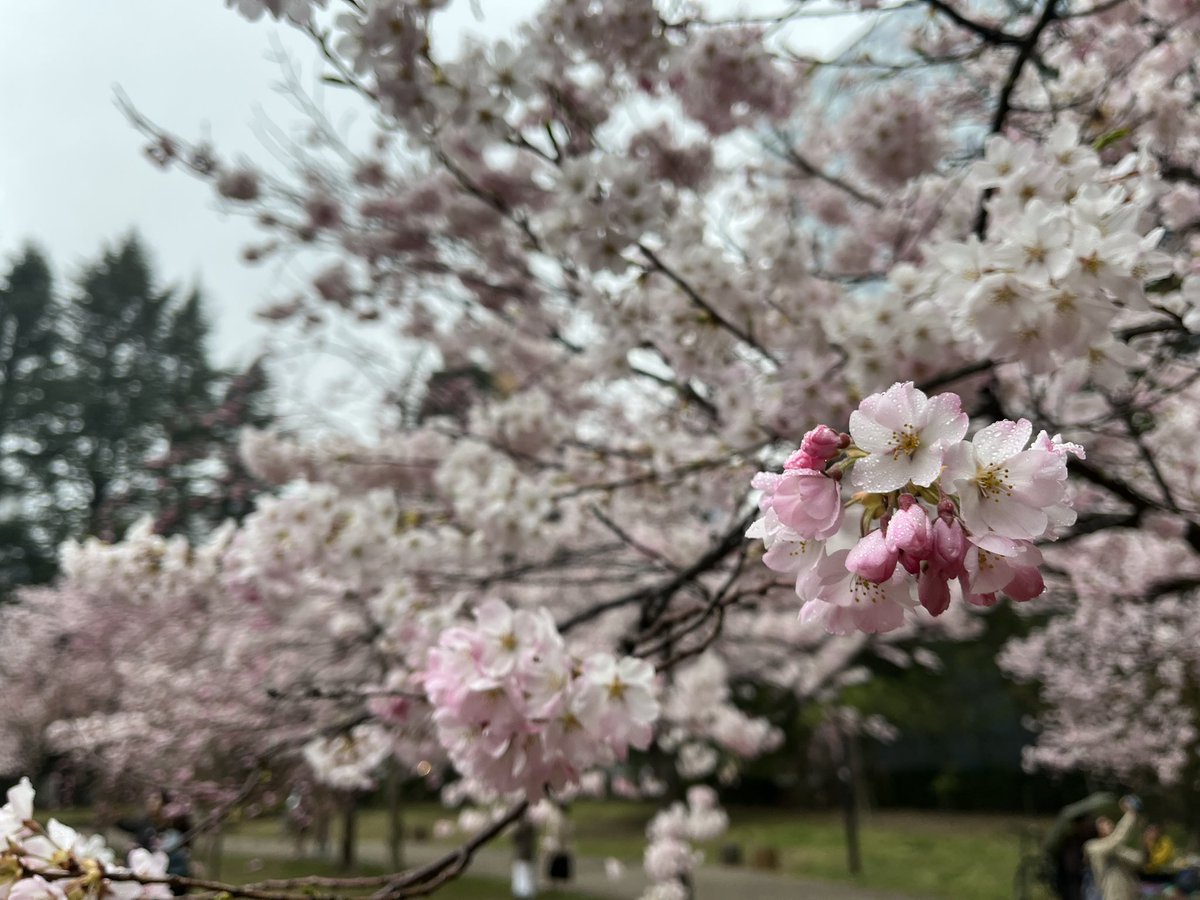 cidma's tweet photo. 錦町公園
満開ですね！ https://t.co/95w8dZbhVr