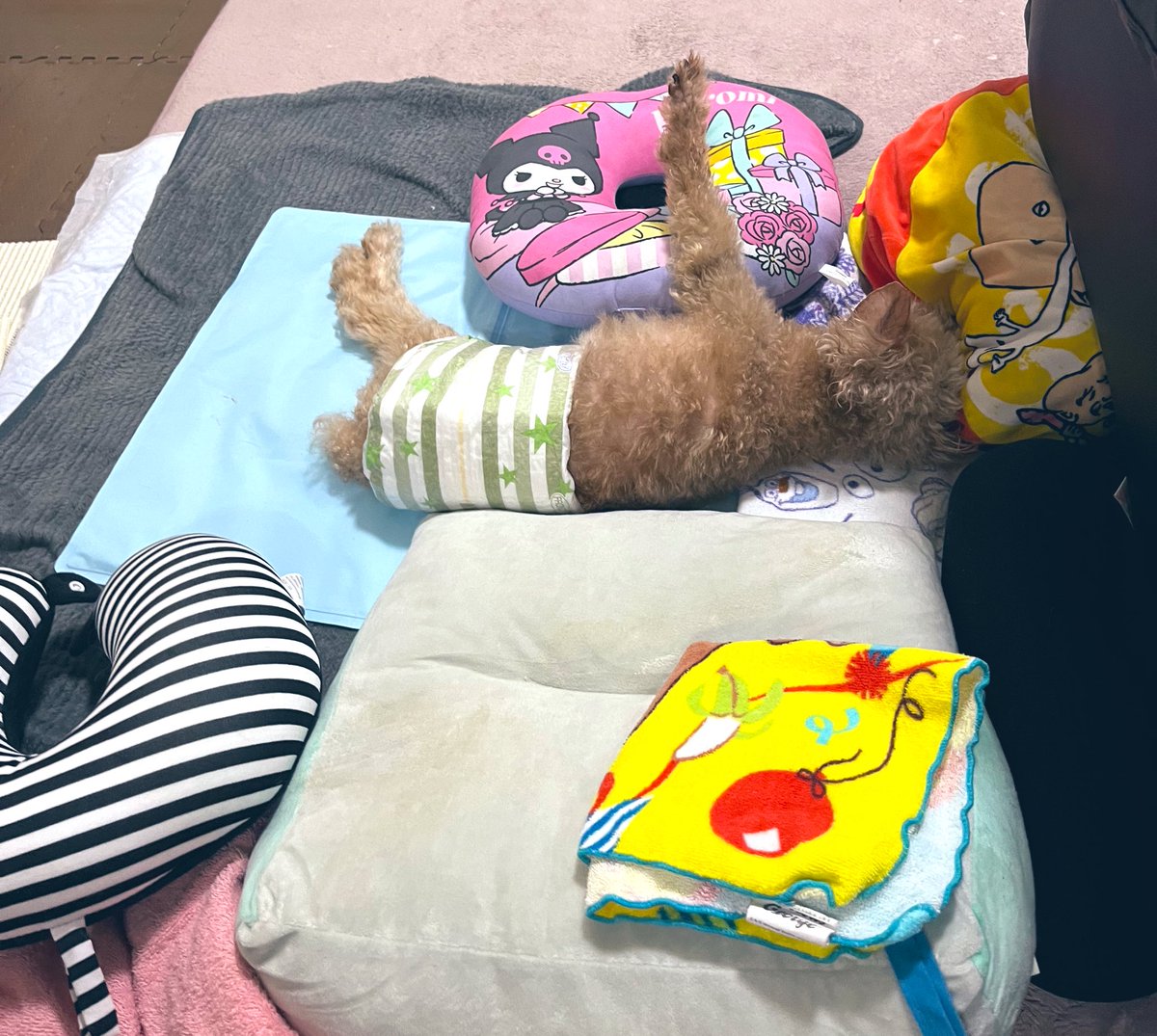 こんな感じでひんやりマットの上に寝かせていたり、さっきの投稿みたいにクッション使ったり色々試行錯誤してます。
下半身不随になり2年ほど右前足で体を支えて座って体勢を保持していたため右腕が限界がきて、最近は座ると動いてなかなか保持できません
 #秘密結社老犬倶楽部
 #拡散希望
  #老犬介護