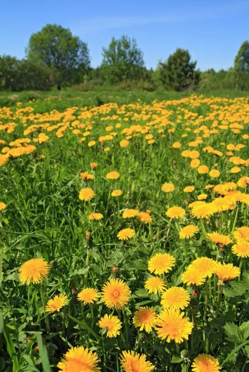 Hcmtt's tweet image. #KARAHİNDİBA👌

Özellikle kronik karaciğer iltihaplanmasının tedavisinde ve önlenmesin de kullanılır

Genel olarak Faydaları
👇
#Karaciğer dostu olduğu için *karaciğer hastalıklarına iyi gelir.
*Ayrıca karaciğerin bağışıklık sistemini de güçlendirmektedir
*#Safra kesesi taşının
+