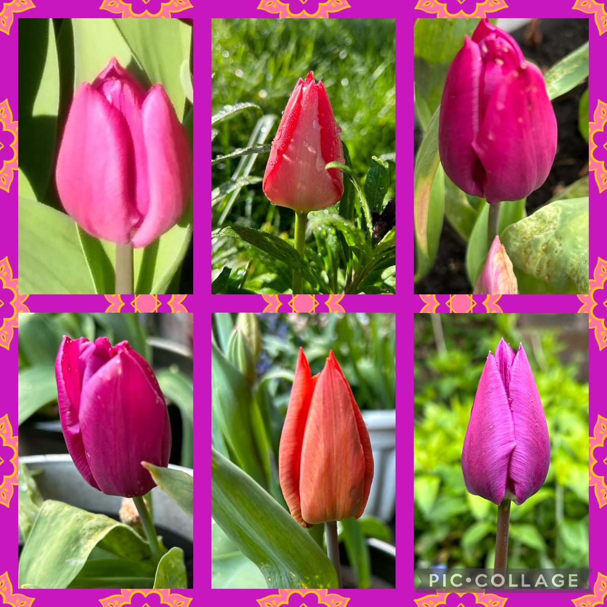 Tulips in my garden on a brighter warmer day, is it the calm before the storm? Happy Saturday all. #SixonSaturday #GardeningTwitter