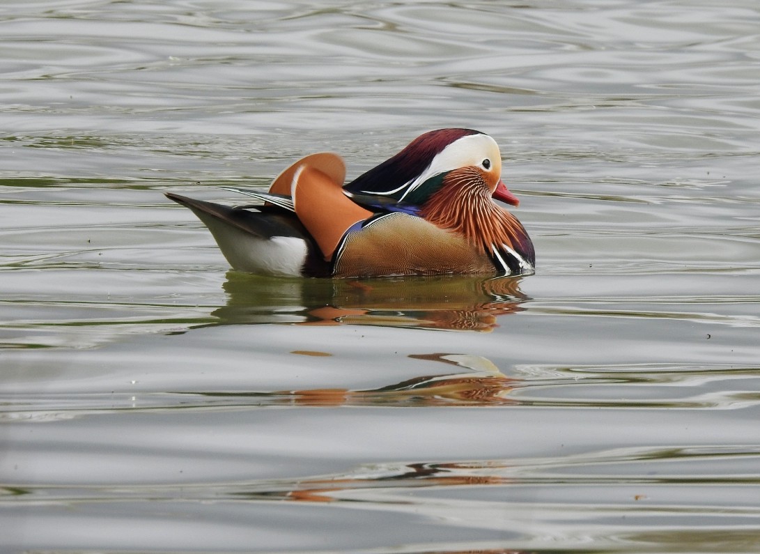 😊 Good Morning. #Saturday #mandarin #Newmillerdam #BirdsOfTwitter #TwitterNatureCommunity  #keepsmiling