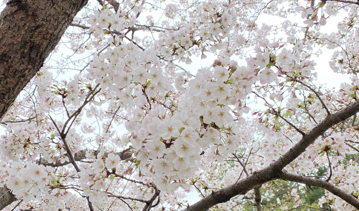 桜の歌が街に流れ
あっと言う間だった別れの日

#AKB48
#GIVEMEFIVE