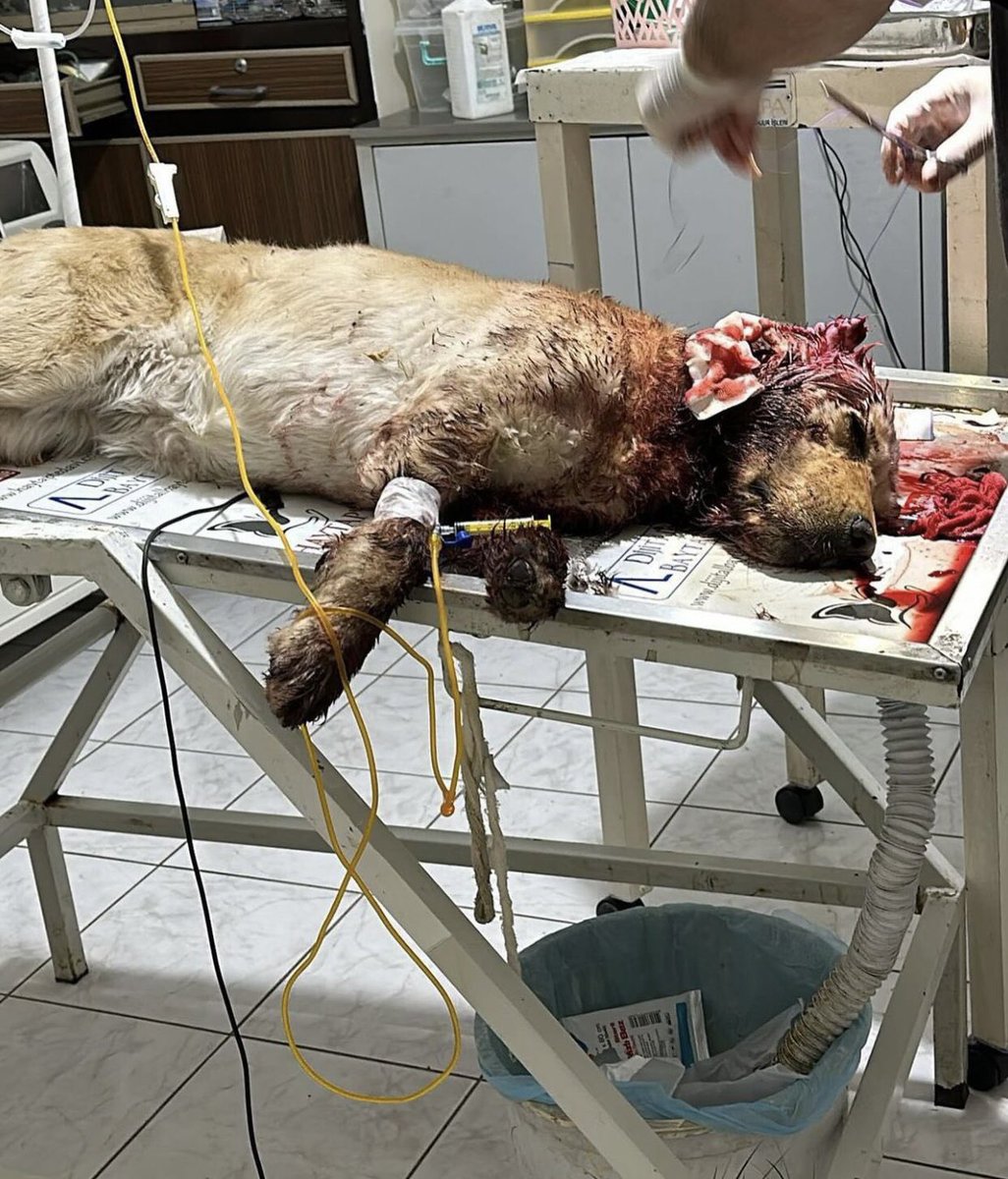 guclusinemm's tweet photo. Artık sahipli hayvanlar bile güvende değil .Dün gece Osmaniye’de merkezde iş yerinin önünden at arabasıyla kaçırılıyor iki kulağı kesiliyor karanlık odada zincire vurulup ölüme terkediliyor .Sokak hayvanları ile başlayan nefret onlarla kalmayacak dedik defalarca . Nefret büyüyor https://t.co/ZZldkALVSw