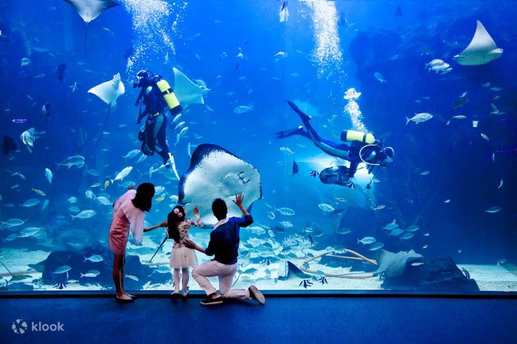 Sooman_Power's tweet photo. ヘインが貸し切ってヒョヌがプロポーズ💍した水族館🐠

아쿠아플라넷 일산🦭
アクアプラネット一山
Aqua Planet Ilsan 

京畿道 高陽市 一山西区 大化洞 韓流ワールド路 282

#눈물의여왕
#QueenOfTears
#涙の女王 https://t.co/n2WjFK7OEB