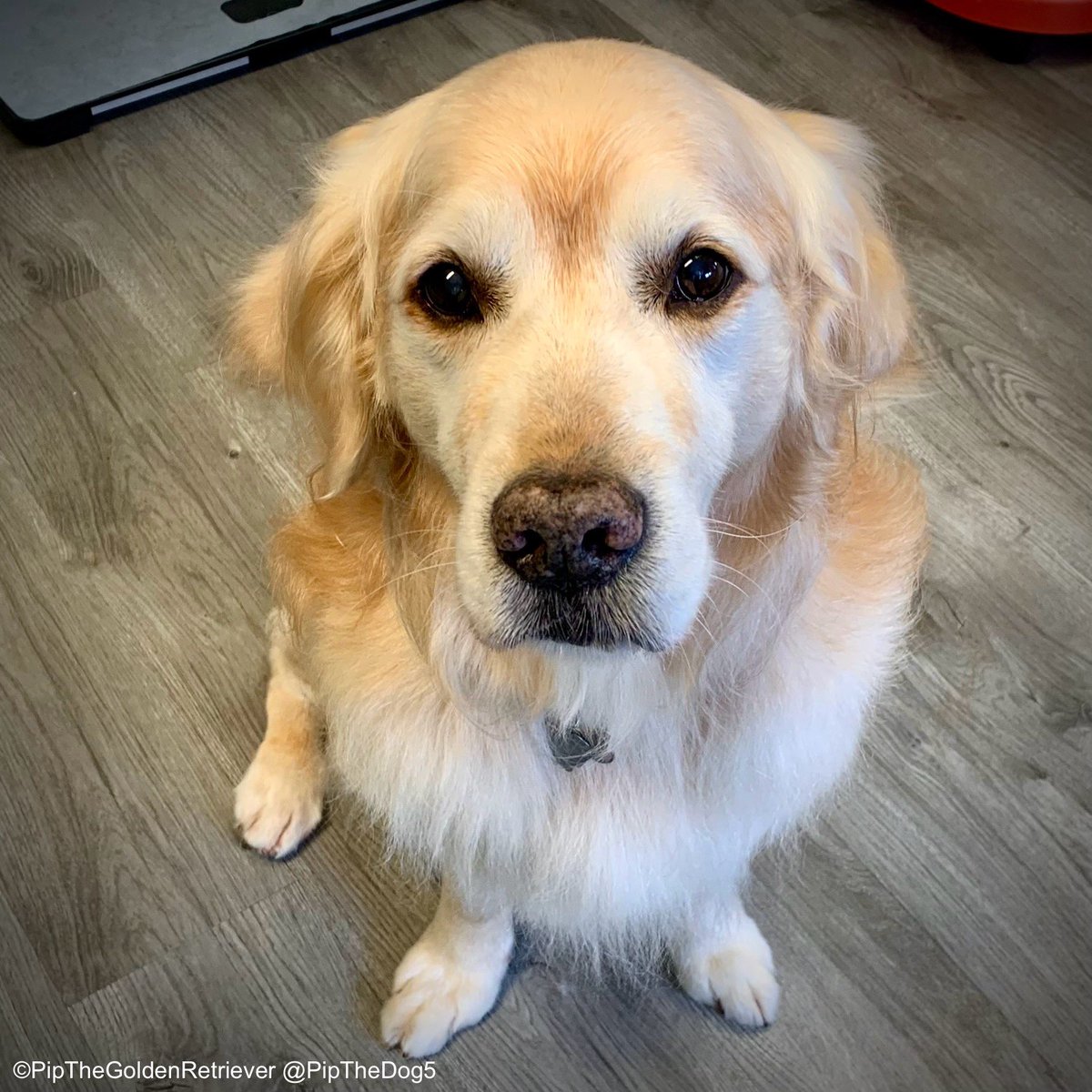 🛁🐶🚿

From scruffy to fluffy! Thank you, Southborough Pet Groomers for my lovely doggy spa. 

#DogsOfX #GoldenRetrievers 🐕😀🐾