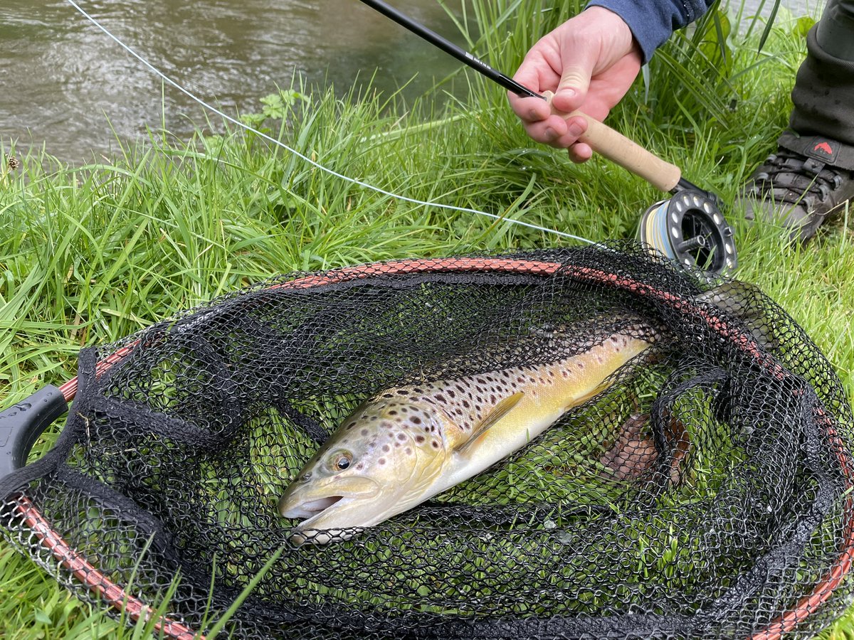 Steve kicked off my 2024 chalkstream guiding season last week with an active trout sat in some faster water behind a weed bed. A handful of grannom and large dark olives brought about the odd the rise.