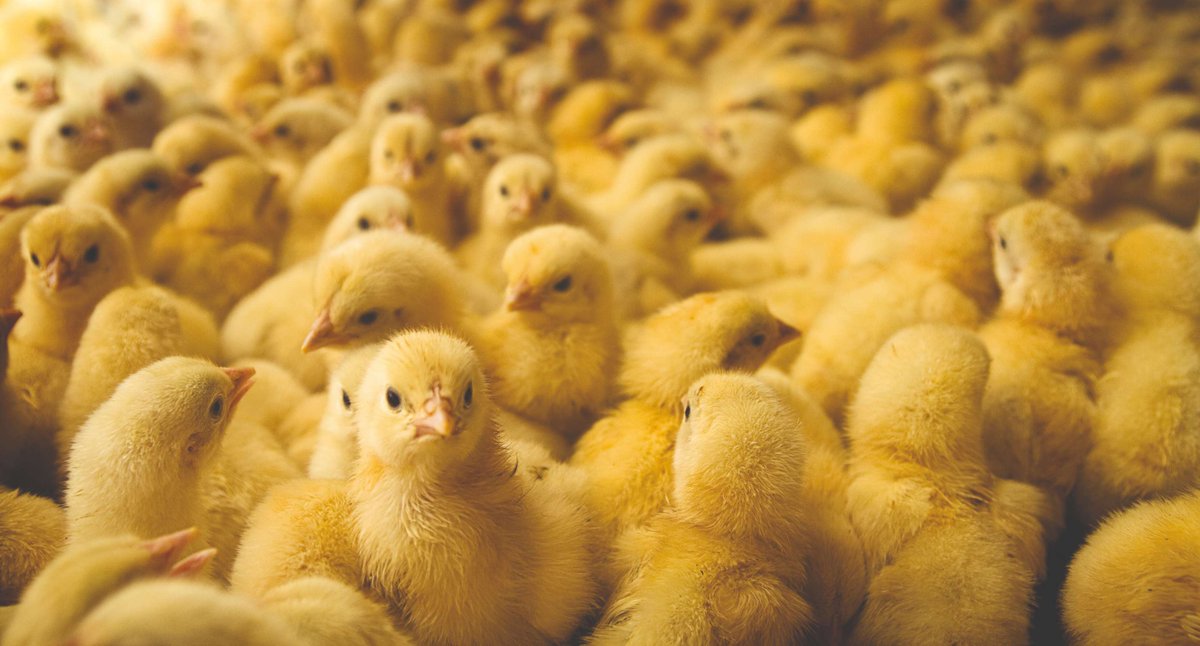 Effective mechanical crushing or maceration of unwanted day-old chicks is not inhumane, an expert in humane killing has emphasised, amid moves to ban the routine killing of large numbers of such chicks. Read the full story at ow.ly/E2nw50R9pZO