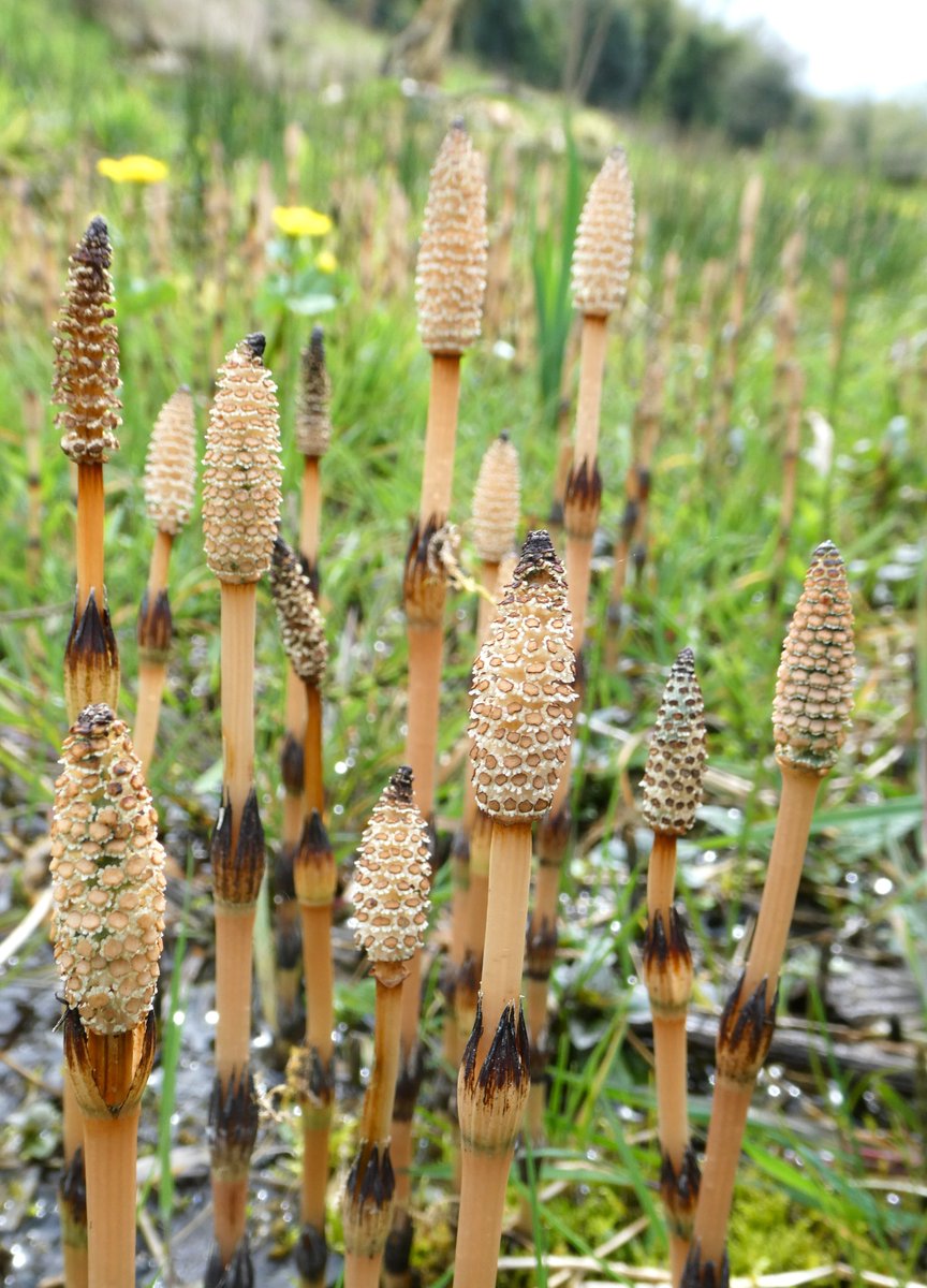 Common horsetail💚
Before the more familiar green stem comes this - the reproductive stem topped by a spore cone. 
These are living fossils – a survivor of a plant genus older than the dinosaurs 🦕