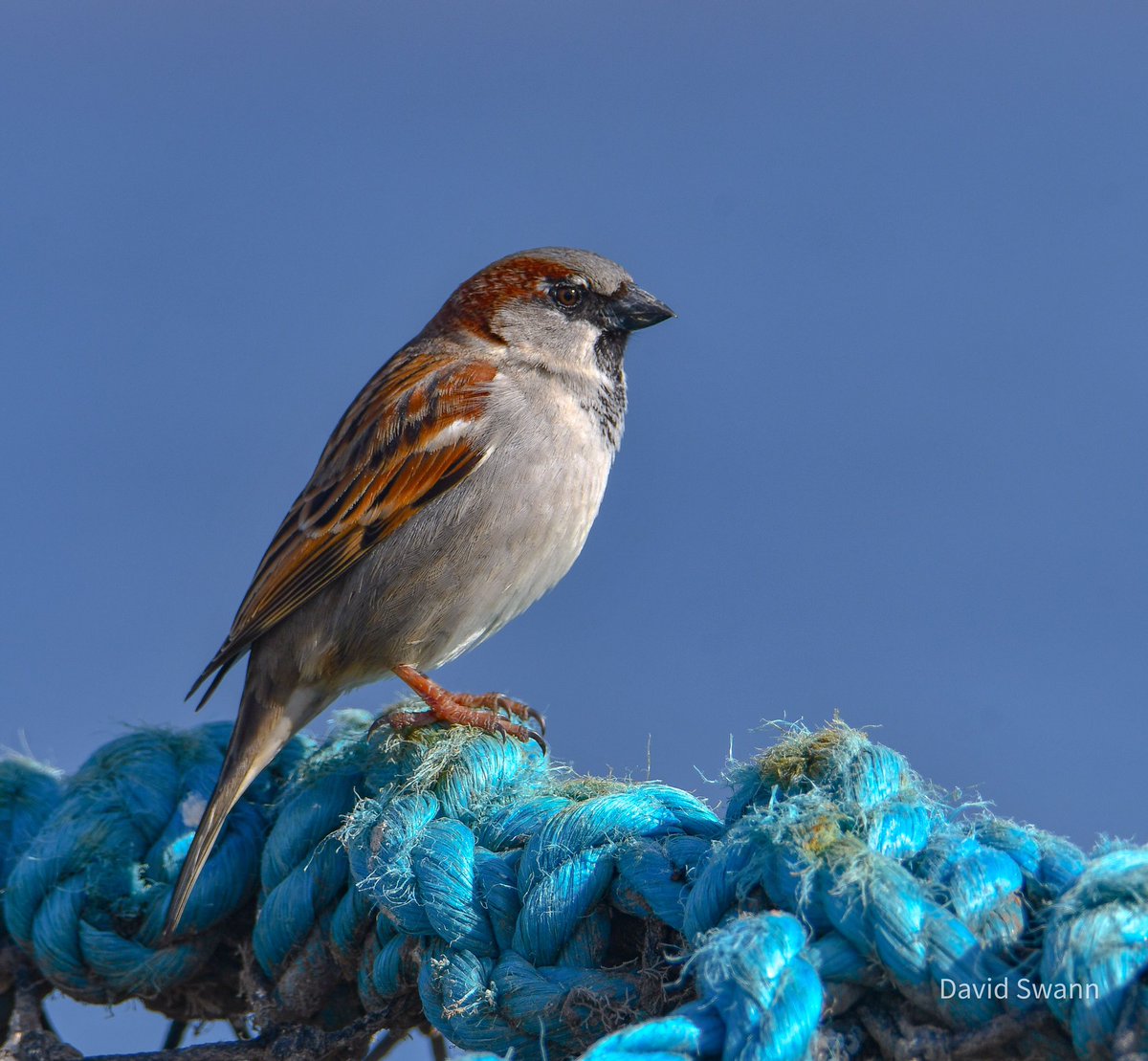 House Sparrow, Amble, Northumberland. @Natures_Voice @NorthWildlife @NTBirdClub @ForShorebirds @NTNorthd_Coast @AmbleByTheSea