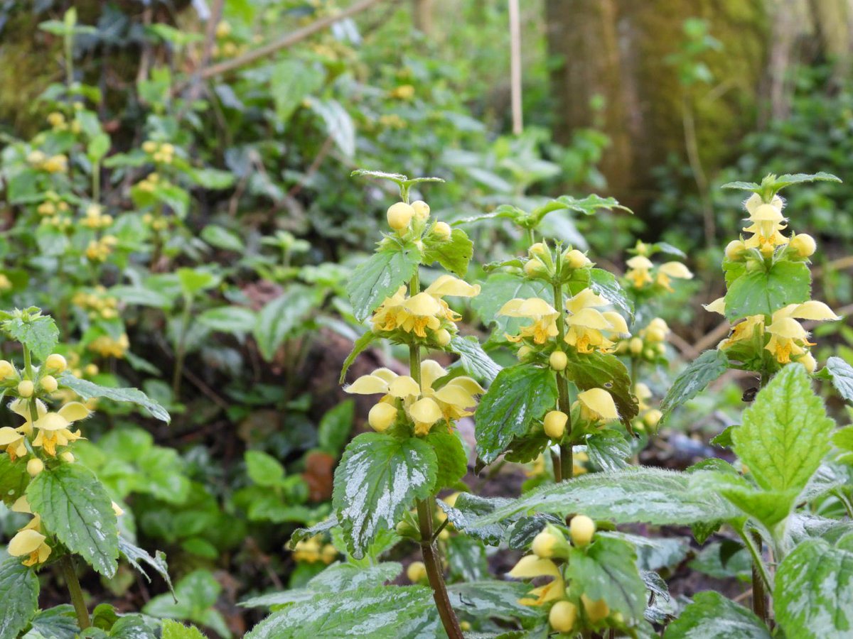 Early lap of Foden’s Wood @FlashesSandbach marked influx of chiffchaff and blackcap all in good song. Also singing goldcrest and Tawny owl calling. Best though was brown hare, first I’ve had down there for over a year. Yellow archangel was also in flower