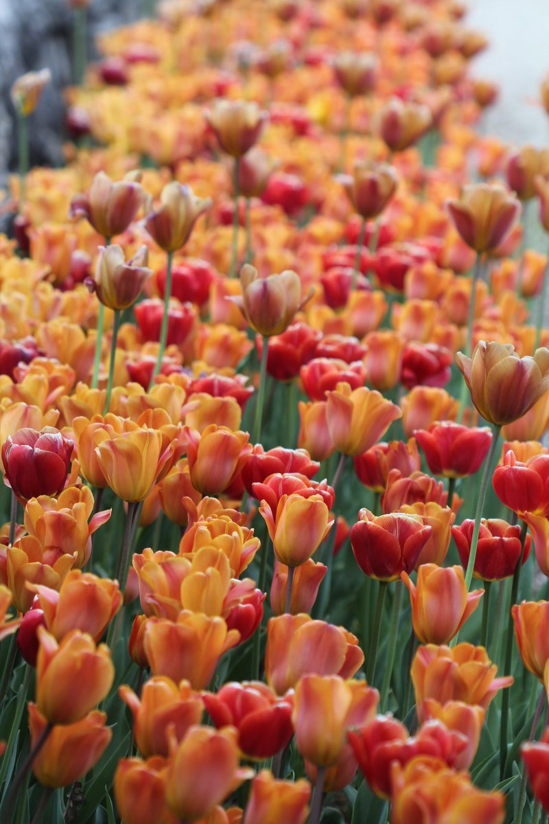 While snowing outside I had to dive into archive to find spring. Found these cheerful tulips from Botanical Garden in Oslo🌷 Saved my day! Happy Saturday to all. #tulips #springflowers #GardeningX