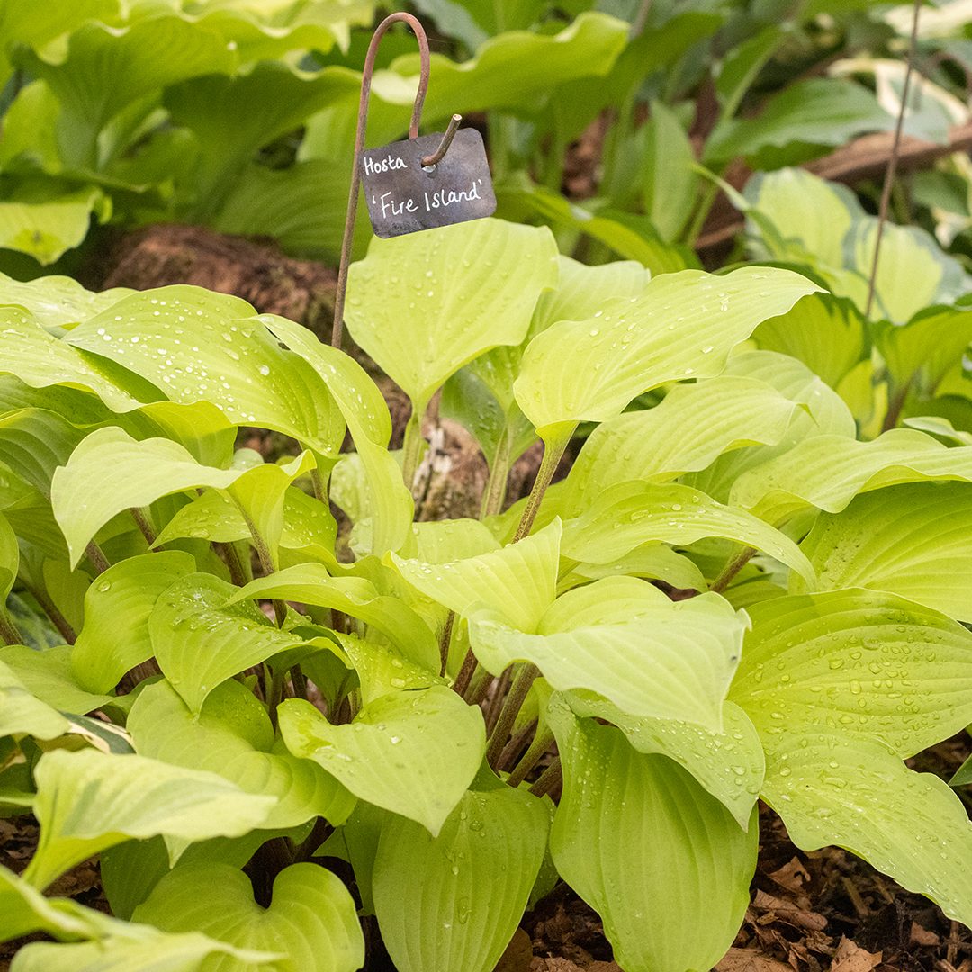 Hosta plants thrive in heavy soils following wet weather, adding bold foliage to borders and containers 💚 Shop new Hosta varieties available in-store now​ Varieties shown: ​ - Hosta First Frost​ - Hosta Blue Mouse Ears​ - Hosta June​ - Hosta Fire Island