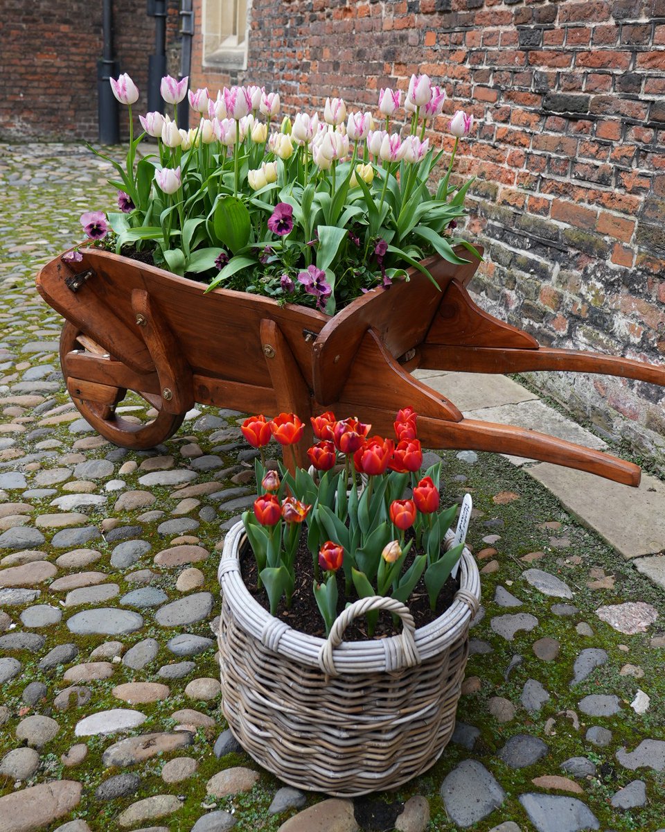 🌷 Are you ready for tulip-fever? 🌷Our annual Tulip Festival returns to Hampton Court Palace next week, some of the tulips are starting to appear! 🤩 Who's visiting? 🙋‍♀️ 🗓️ 08 April - 29 April 2024 🎟️ brnw.ch/21wIz3c